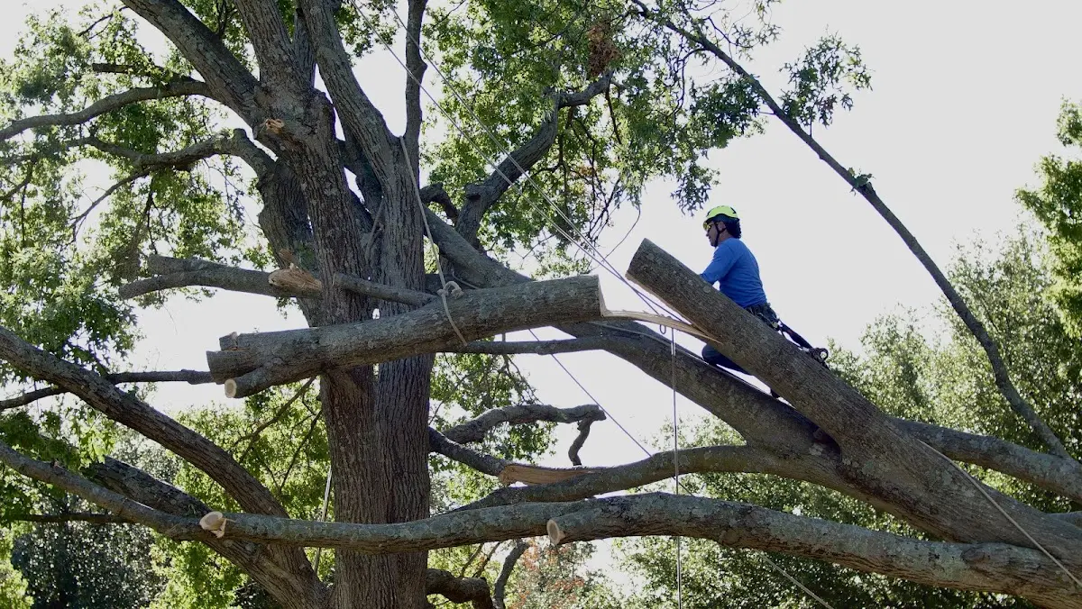 Professional Crown Thinning performed by certified arborists in Kechi