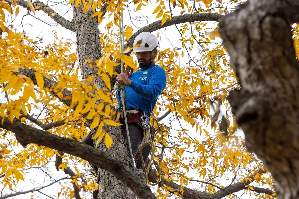 Skilled Tree Trimming crew working in Kechi